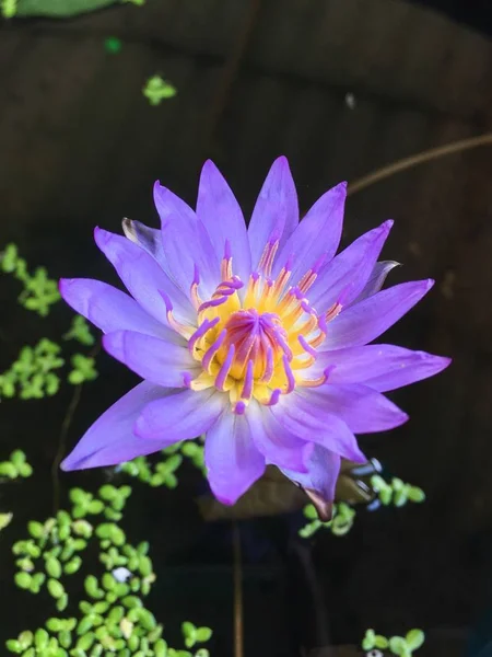 Flor de lótus azul — Fotografia de Stock