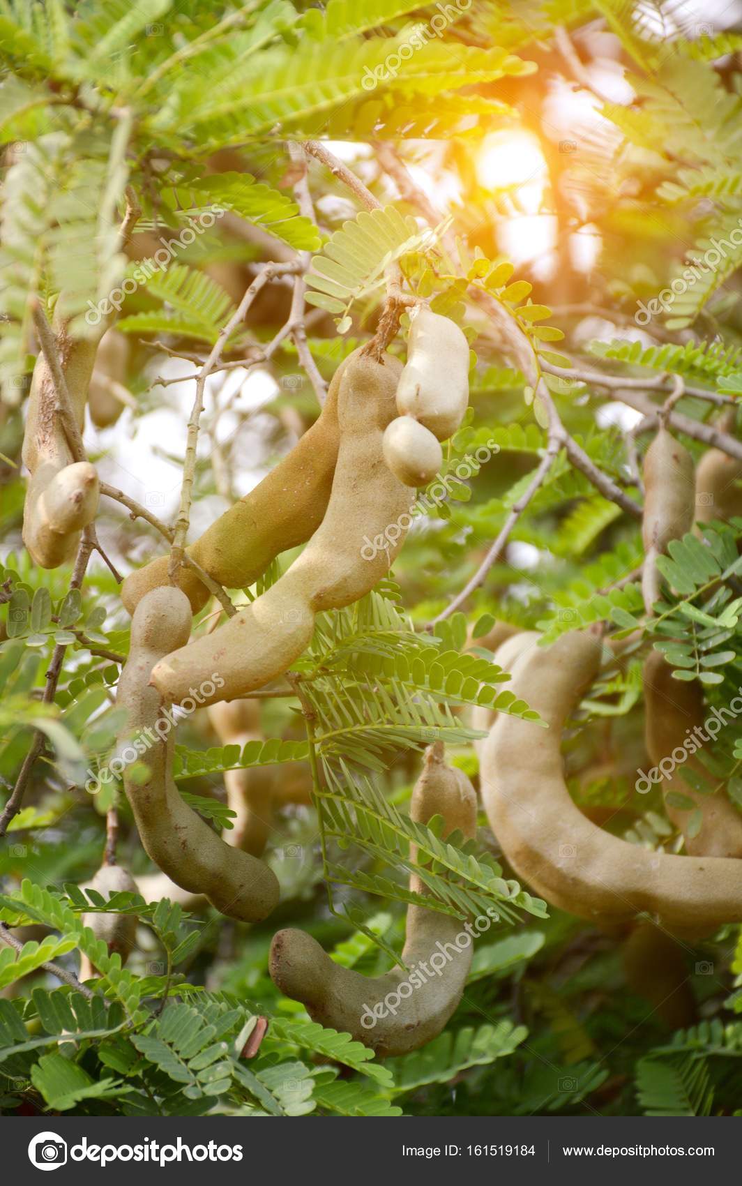 Tamarindus Indica Fruit Stock Photo Image By C Pongsak14