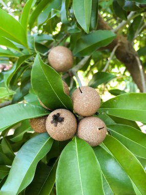 taze manilkara zapota meyve