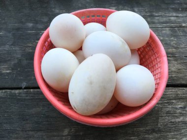 Yumurta ördeği yerde.