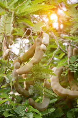 Tamarindus indica fruit 