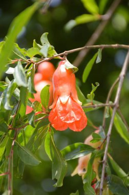 Punica granatum çiçek 