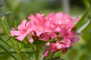 Nerium oleander çiçek