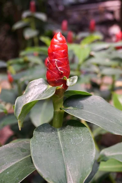 Red Zingiber zerumbet flower — Stock Photo, Image