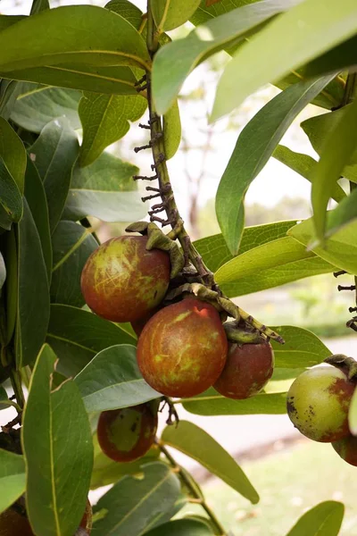 Diospyros malabarica frukt — Stockfoto