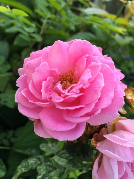 Rose damassé rose fleur — Photo