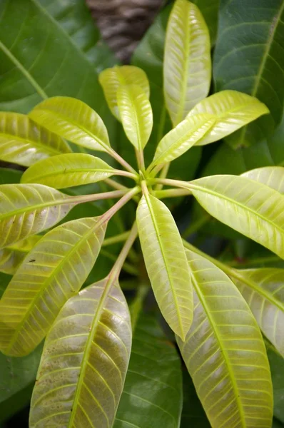Μάνγκο φύλλα στη φύση κήπο — Φωτογραφία Αρχείου