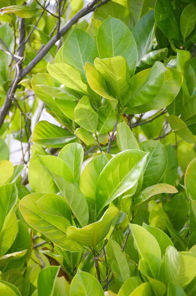 Foglia di Artocarpus eterophyllus — Foto Stock