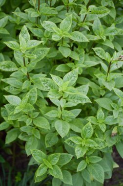 yeşil Ocimum basilicum bitki doğa Bahçe