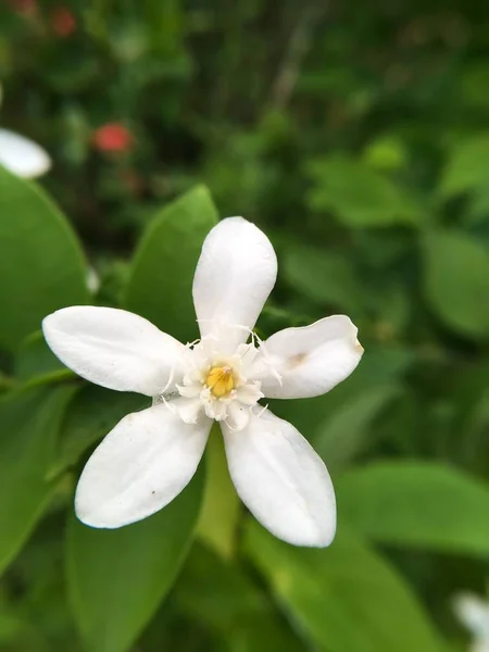 Witte Wrightia antidysenterica bloem — Stockfoto
