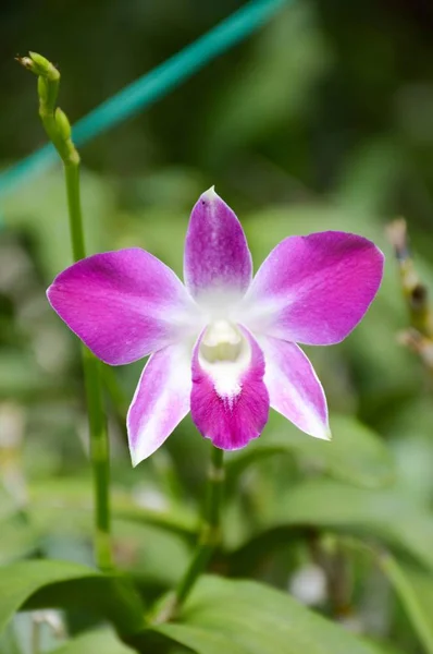 Fialová orchidej květina — Stock fotografie