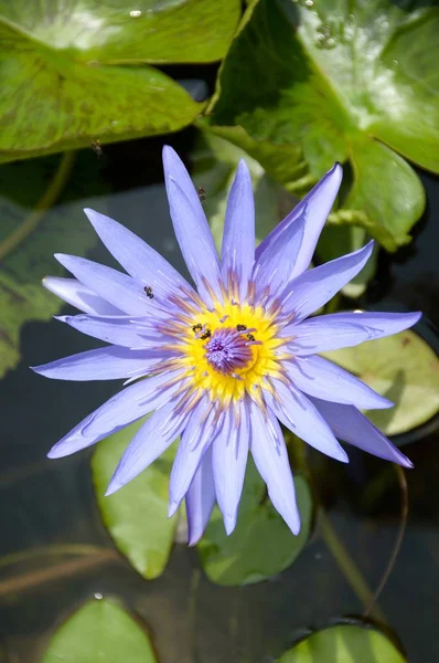 Blauwe lotusbloem — Stockfoto