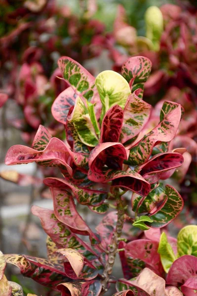 Tanaman variegatium Codiaeum — Stok Foto