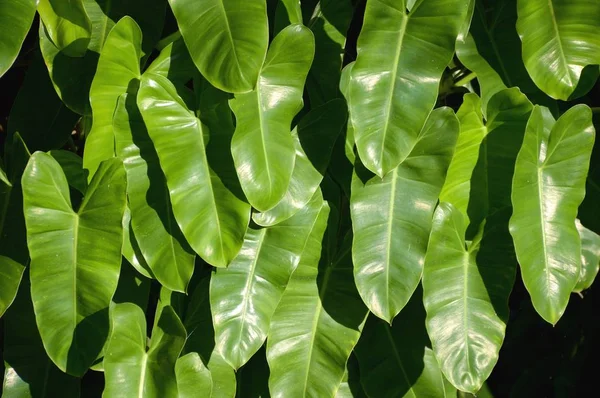 Grüne Philodendronblätter im Garten — Stockfoto