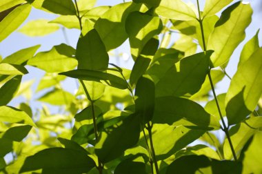 Doğa bahçesindeki Wrightia din ağacını kapat.