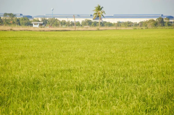 Grüner Reisbaum Land Thailand — Stockfoto