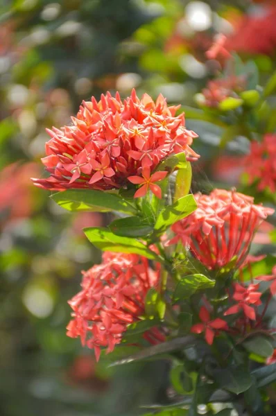 Red Ixora Coccinea Flower Nature Garden — Stock Photo, Image