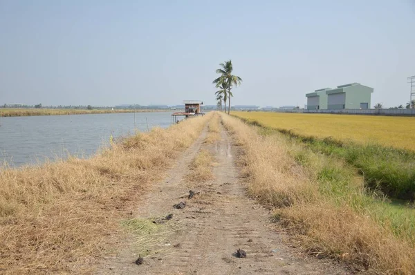 Strada Sterrata Nella Natura Paese Chachoengsao Thailandia — Foto Stock