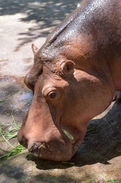 Gros Plan Hippopotame Dans Forêt — Photo