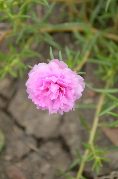 Ροζ Λουλούδι Pusley Στον Κήπο Της Φύσης Portulaca Oleracea — Φωτογραφία Αρχείου