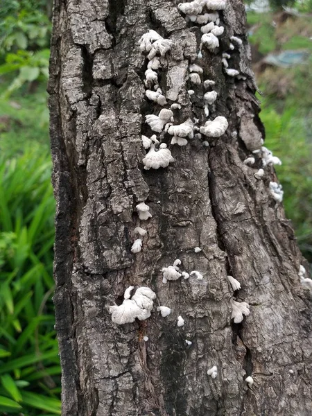 Nahaufnahme Weißer Pilz Auf Trockener Holzrinde — Stockfoto