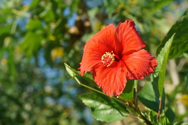 園内の赤いハイビスカスシラクスの花 — ストック写真