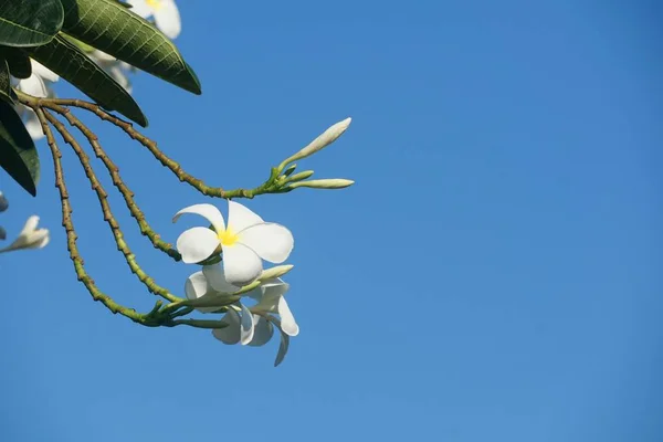 自然界花园中的白色水仙花 — 图库照片