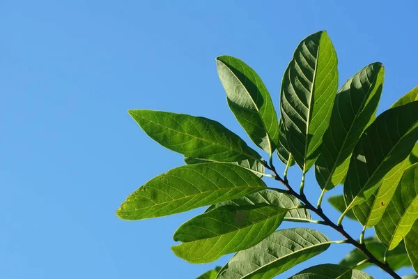 Φρέσκα Πράσινα Φύλλα Annona Squamosa Στον Κήπο Της Φύσης — Φωτογραφία Αρχείου