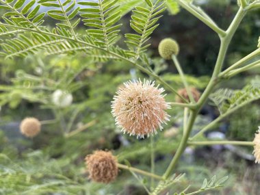 lucaena glauca ağacı doğa bahçesinde