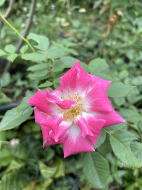 Doğa bahçesinde pembe bir gül çiçeği