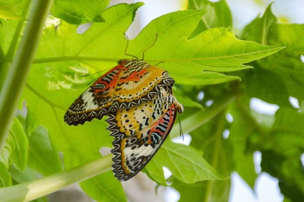 Cerrar Hermosa Mariposa Hojas Verdes —  Fotos de Stock