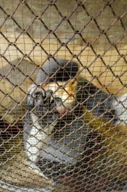 kafeste kırmızı saplı douc langur , kafes üzerinde el odak