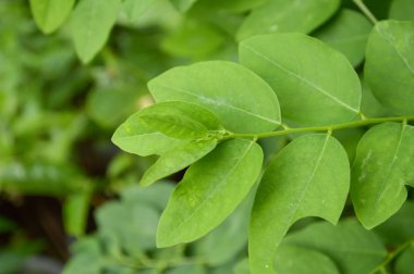 Taze yeşil Sauropus çift cinsiyetli bitki, doğa bahçesinde.