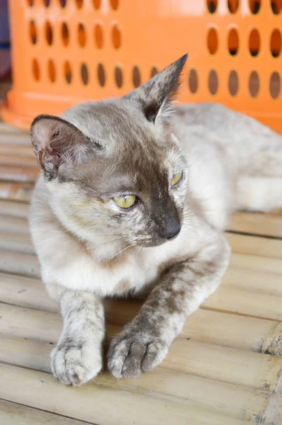 Close Gato Bonito Madeira — Fotografia de Stock