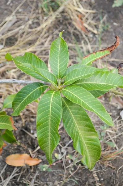 Frische Grüne Mangoblätter Naturgarten — Stockfoto