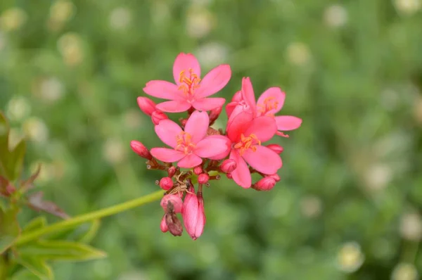 Jatropha Integerrima Virág Természetben Kert — Stock Fotó