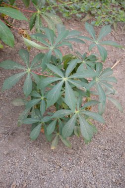 taze yeşil Manihot esculenta yaprakları doğa Bahçe kapatın