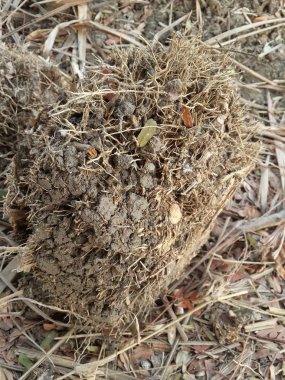 Yerdeki kuru limon otu kökü.