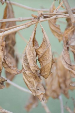 Ağaç dalındaki kuru yaprağı kapat