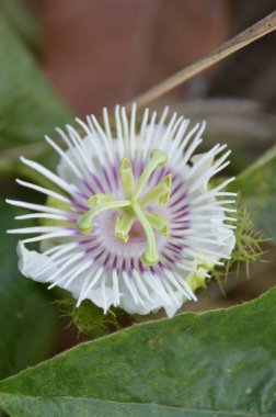 Beyaz Passiflora foetida çiçeği doğa bahçesinde