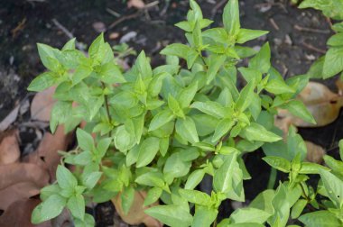 Doğa bahçesinde ahşap bazilika bitkisi