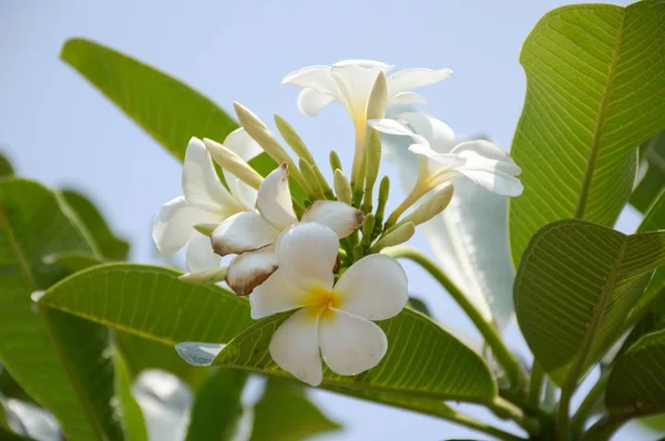 Fiore Plumeria Bianca Nel Giardino Naturale — Foto Stock