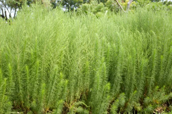 Свежий Зеленый Спаржа Racemosus Растение Саду Природы — стоковое фото