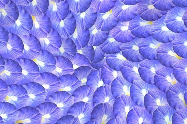 Blau Clitoria Ternatea Blume Muster Hintergrund — Stockfoto