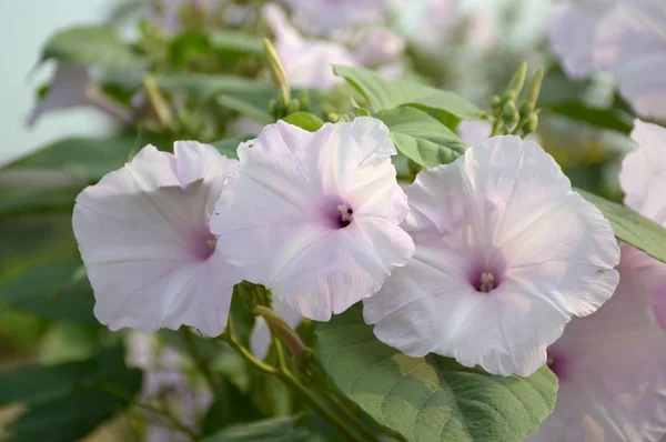 自然の庭での朝の栄光の花 — ストック写真