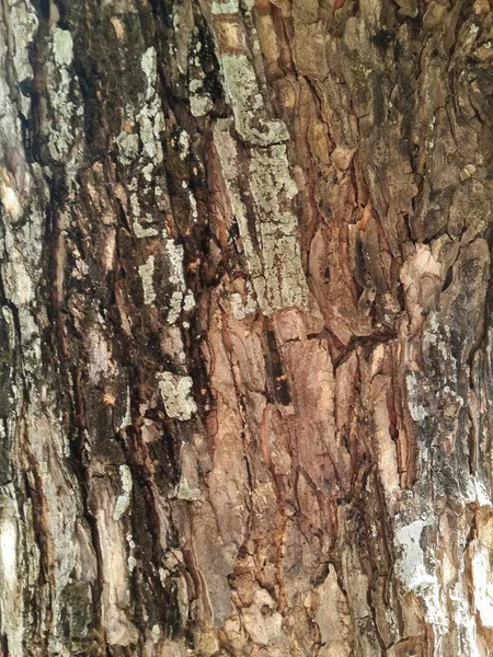 Close Ξηρά Υφή Φλοιού Δέντρο — Φωτογραφία Αρχείου