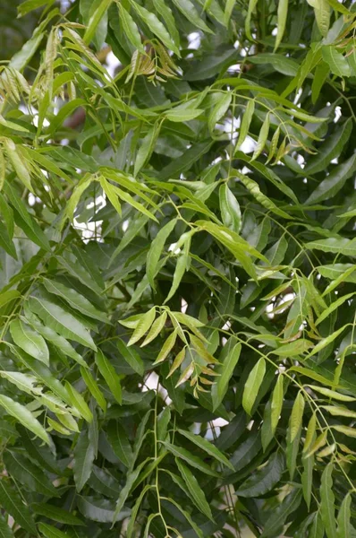 Świeże Zielone Liście Azadirachta Indica Ogrodzie Przyrody — Zdjęcie stockowe