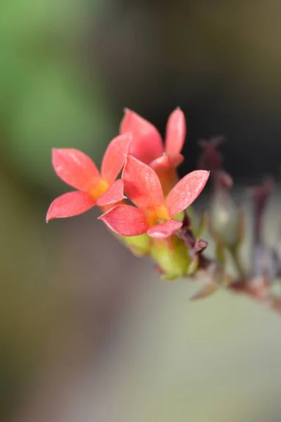 Κοντινό Κόκκινο Πέταλο Blossfeldiana Kalanchoe Λουλούδι Στον Κήπο Της Φύσης — Φωτογραφία Αρχείου