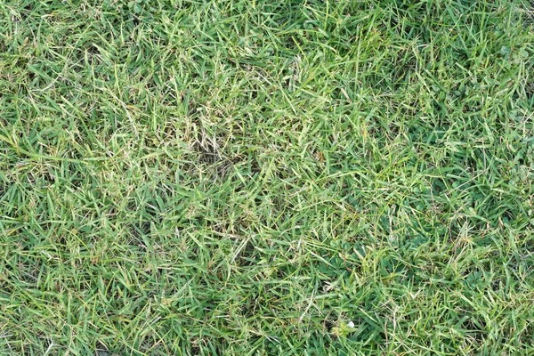 Herbe Verte Fraîche Dans Jardin Naturel — Photo