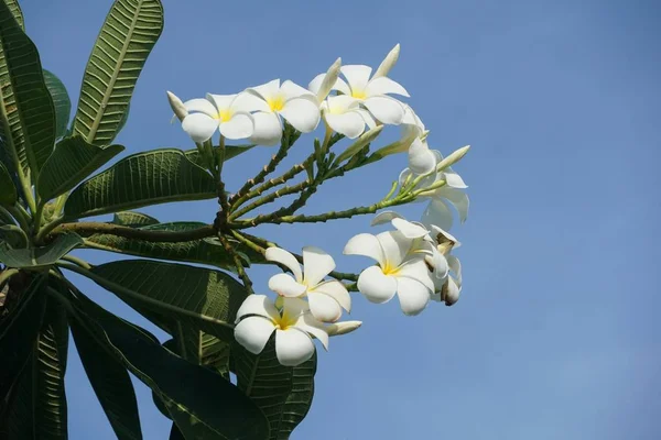 自然界花园中的白色水仙花 — 图库照片